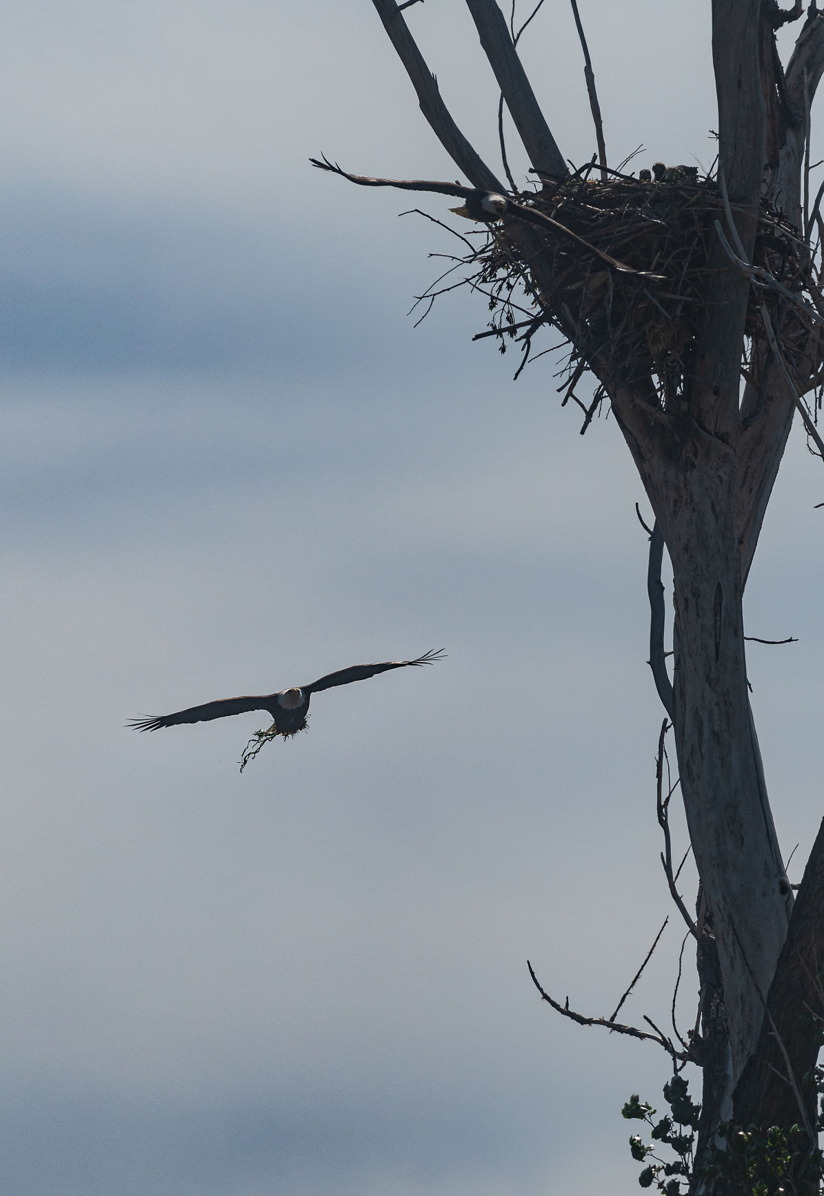 Eagles causing a stir